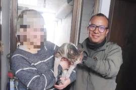 Dado que el felino no contaba con identificación, se determinó que estaba en adopción.