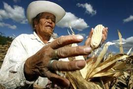 Se informó que el Gobierno de EU actúa protegiendo a todos sus productores de granos básicos ante pérdidas de rentabilidad, alza de costos y condiciones adversas en los mercados globales. FOTO: