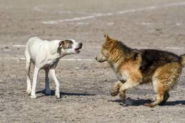 El gobierno de Baja California informó que se impulsó el fortalecimiento de la Fiscalía Especializada en Delitos contra los Animales y el Medio Ambiente