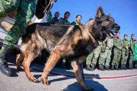 Proteo, el perro de México que murió mientras ayudaba en Turquía en las labores de rescate de víctimas de los fuertes terremotos.