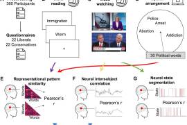 Tras una nueva investigación, se insinúa que la polarización política surge desde el momento en que el cerebro recibe la información nueva.