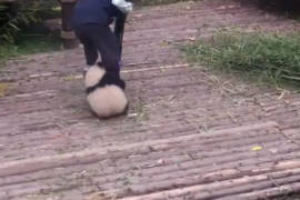 Tierno bebé panda abraza a su cuidador, una y otra vez