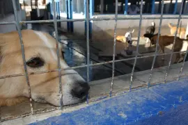 Lo de las perros callejeros en Saltillo es un problema que crece enormemente y para el que urgen soluciones.