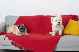Colocar una cubierta o manta en el lugar favorito de la mascota facilita el lavado semanal y reduce la limpieza profunda del mueble.