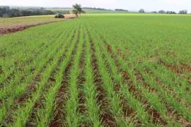 Las recientes lluvias vendrán a mejorar al campo y así obtener alimento para el ganado.