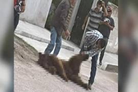 En videos que circulan en redes, se puede ver cómo persiguen a balazos a un oso negro por las calles, mismo que horas antes se había reportado en redes sociales huyendo por el pueblo.
