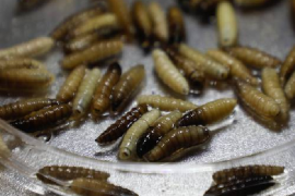 La Secretaría consideró relevante para la estrategia sanitaria del gobierno federal dirigida a controlar y erradicar la plaga.