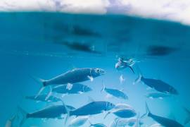 Economía y pesca sostenible: pilares para el cuidado de los océanos