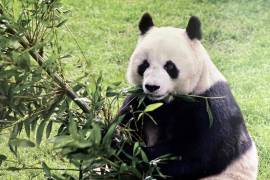Shuan Shuan fue la séptima y última cría de los pandas Pe-Pe y Ying-Ying