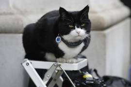 Palmerston, el gato del Ministerio de Relaciones Exteriores de Gran Bretaña, se sienta en la escalera de un fotógrafo de la prensa en Downing Street, en Londres, el 12 de febrero de 2019.