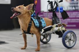 Fundación Louigy A.C. actualmente atiende a 37 perros, muchos de ellos adultos mayores, discapacitados o con enfermedades que requieren atención permanente. Rexy, quien tiene fracturas de columna y cadera, es uno de ellos. FOTOS: HOMERO SÁNCHEZ Y CORTESÍA