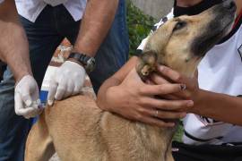 Los sábados del mes de octubre se estará dando atención a las mascotas.