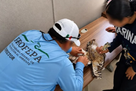 En imágenes compartidas por la dependencia a cargo de Mariana Boy Tamborrell, se observa que la especie tiene rastros hemáticos y su ala lesionada está visiblemente afectada.