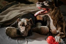 Calcular la edad de los perros ha sido un tema de interés para dueños de mascotas durante mucho tiempo.