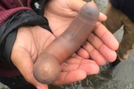 Miles de gusanos marinos, o &quot;pez pene&quot;, aparecieron en una playa de California
