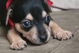 Advierten que la falta de conciencia al regalar mascotas agrava el abandono animal.