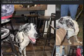 Vecinos y rescatistas difundieron en redes sociales imágenes de perros extraviados en distintos sectores de Saltillo tras los estruendos provocados por la pirotecnia durante la madrugada del 1 de enero.