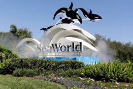 Multa millonaria para SeaWorld por ocultar impacto negativo del documental &quot;Blackfish&quot;