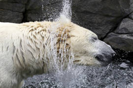 Autoridades noruegas justifican matanza de oso polar