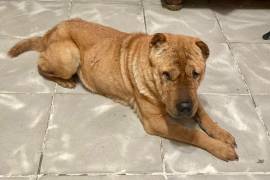 Aunque ciega, la perrita demuestra un carácter dócil y noble; su rescatista la describe como una compañera ideal para personas mayores o de vida tranquila.