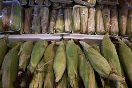 El maíz blanco consumido en Coahuila proviene en su mayoría de otros estados o es importado, principalmente de Sinaloa, según datos del INEGI.