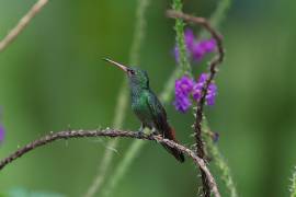 Una de las interpretaciones más emotivas y arraigadas sobre la visita de un colibrí es la que se relaciona con el plano espiritual.