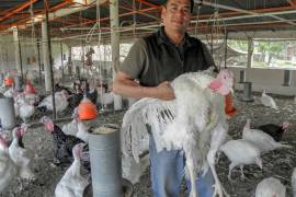 Garantizado el abasto de carne de pavo para fiestas decembrinas