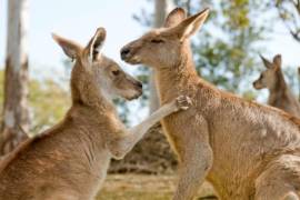 Muchos de los animales que encontraron eran crías, informaron autoridades | Foto: Especial