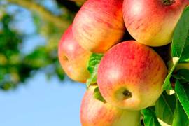 Pronostican buena cosecha de manzana