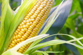 México, que es autosuficiente en producción de maíz blanco, es un comprador clave del cereal amarillo de Estados Unidos