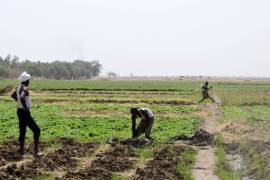 Pese a auge agroalimentario, 55% de campesinos mexicanos siguen pobres