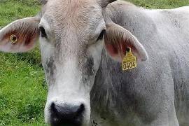 La Unión Ganadera Regional de Coahuila gestionó envíos extraordinarios de aretes para garantizar la trazabilidad y la sanidad del ganado en la entidad.