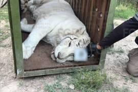 Autoridades federales aseguraron fauna silvestre y equinos durante un cateo realizado en un inmueble de la periferia de Durango.