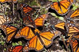 Viajan 18 alumnos de Coahuila a santuario de mariposa monarca