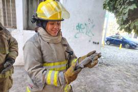 El reptil fue capturado cuando caminaba por las calles de la colonia Las Margaritas.