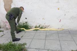 El reptil fue asegurado sin que se registraran personas lesionadas durante el operativo.