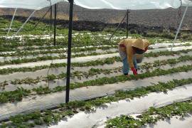 México exportó cerca de 296 mil toneladas de fresa al cierre de 2025; sin embargo, el sector enfrenta la amenaza de nuevos aranceles que podrían frenar su crecimiento en el mercado norteamericano.