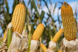 EU ya pidió un panel en el T-MEC para dirimir la controversia por el maíz transgénico.