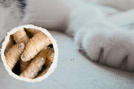 Los casos más recientes de gusano barrenador en Saltillo se registraron en un gato y tres perros.