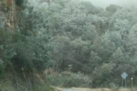En Iturbide las copas de los árboles lucen con una capa de hielo ante las temperaturas congelantes en la región.