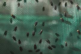Moscas del gusano barrenador del Nuevo Mundo en una jaula, en una instalación de Metapa, Chiapas donde se producen moscas estériles que, al ser liberadas reducen gradualmente el tamaño de la población.