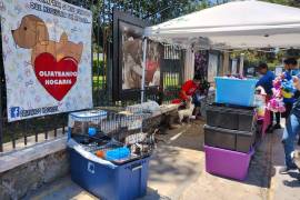 La Asociación Olfateando Hogares se dedica al rescate de mascotas en situación de calle; este domingo llevó varios ejemplares a la Ruta Recreativa para darlos en adopción.