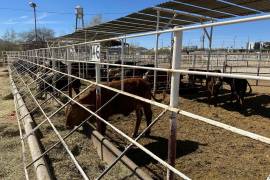 Especialistas advierten fallas en la detección temprana y piden reforzar filtros antes del invierno.