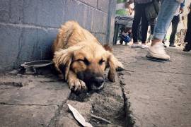 Un altar para un perro sin dueño