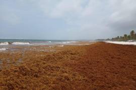 Las aguas color turquesa de las playas de Tulum, hoy se mezclan con el color ocre del sargazo y se espera que en los próximos días arriben toneladas a este destino turístico