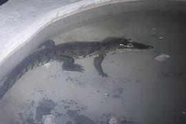 El pequeño cocodrilo descansa en su nuevo hogar dentro del Ecoparque Monclova tras ser rescatado del drenaje en Múzquiz.