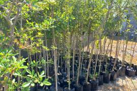La Secretaría del Medio Ambiente del Estado entregó un donativo de 900 árboles al municipio de Acuña.