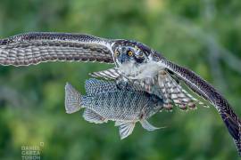 El ave logró emerger del agua con una tilapia africana entre sus garras.
