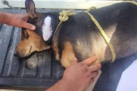 La mayoría de los contagios se concentra en el municipio de Durango, aunque Gómez Palacio reportó dos casos en perros, lo que motivó el fortalecimiento de las campañas de prevención en todo el estado.