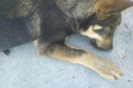 El caso se dio a conocer gracias a la colaboración de vecinos del sector quienes dieron la aletra a los rescatistas.